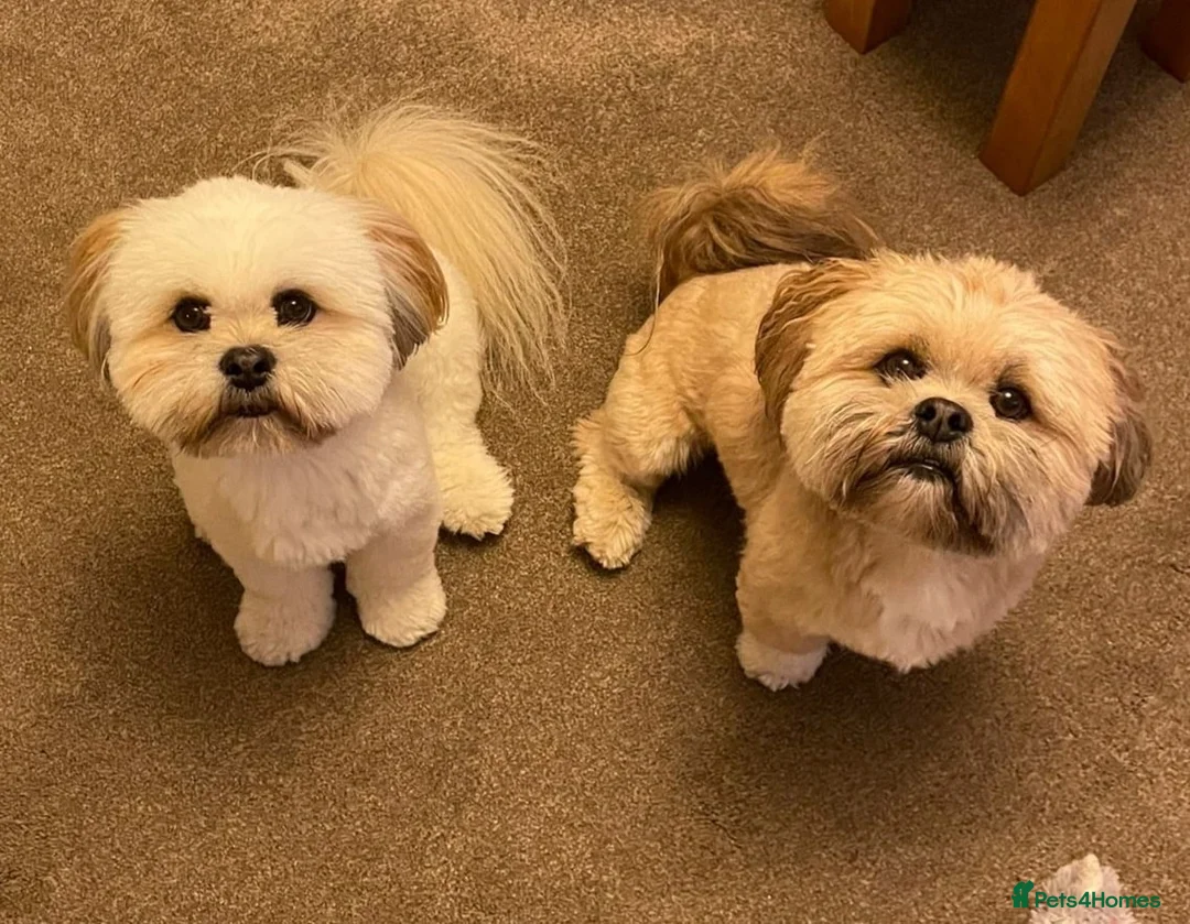 Lhasa Apso dogs for stud: Gorgeous proven pedigree Lhasa Apso for stud in Pontefract - Advert 3