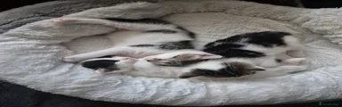 Mixed Breed 2