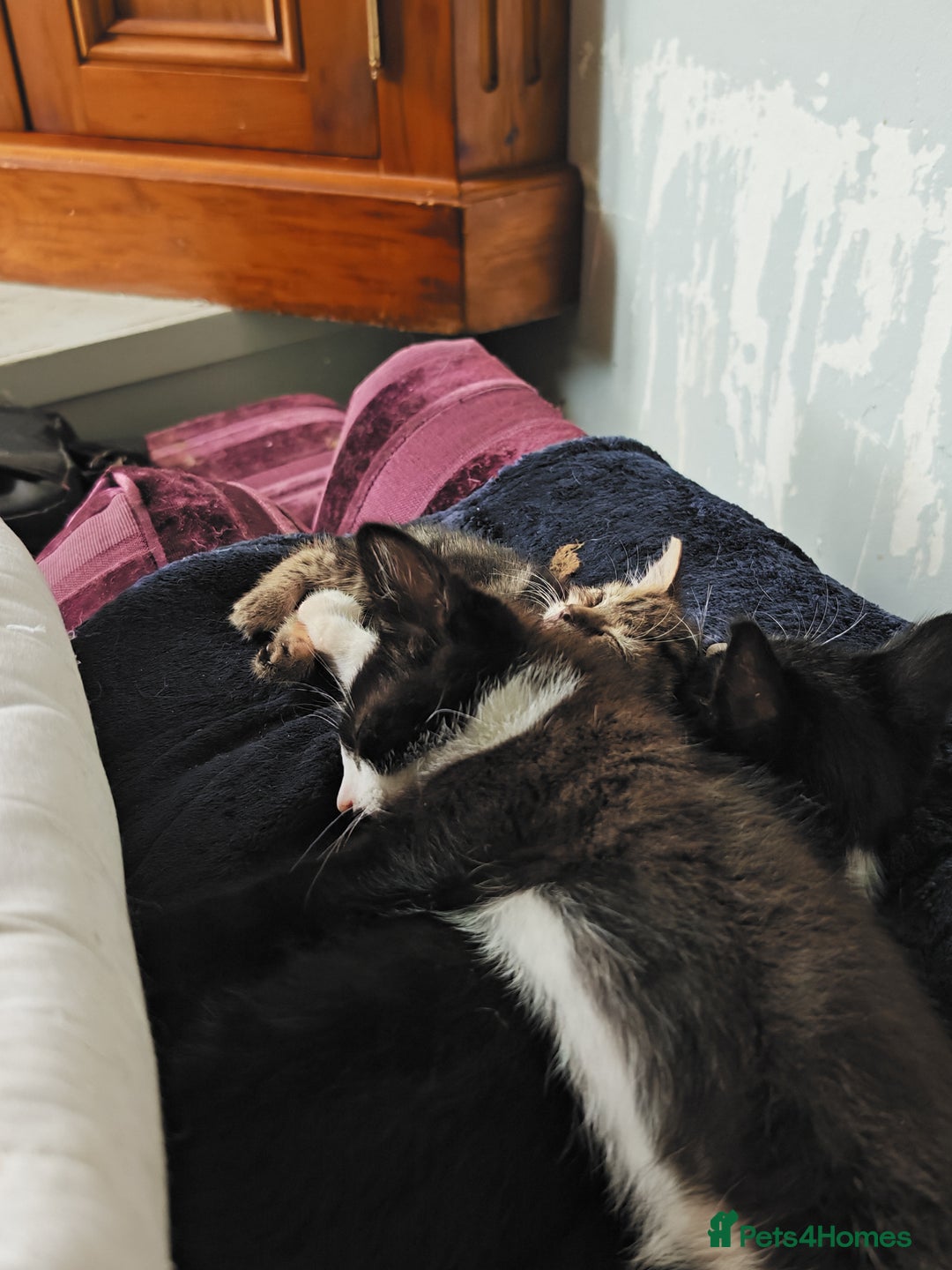 Khao Manee cats for sale: Mixed price Khao Manee kittens  - Image 18