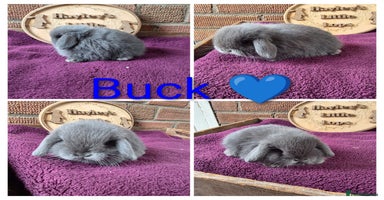 Mini Lop rabbits - Advert 9