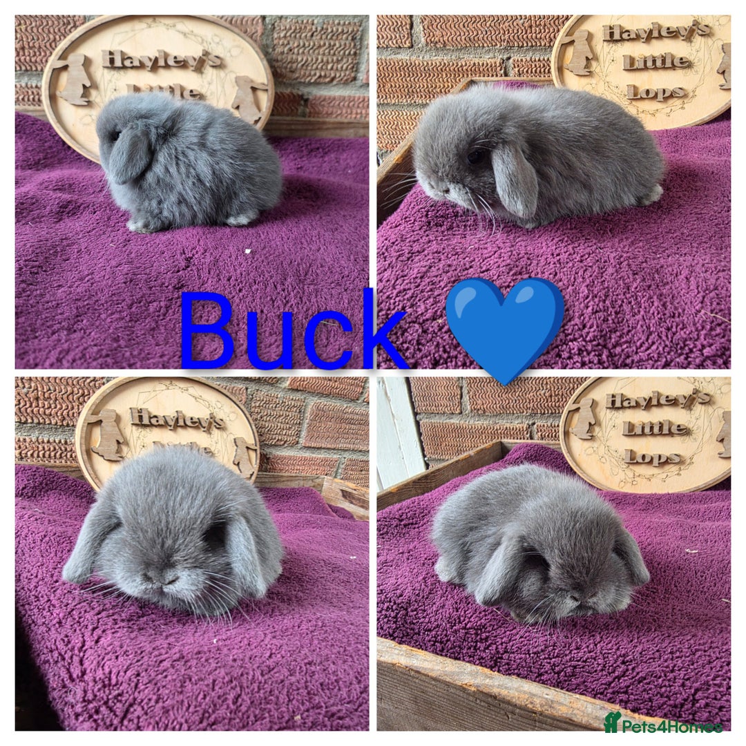 Mini Lop rabbits for sale: Gorgeous pure breed mini lops  - Image 3