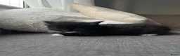 Mixed Breed cats for sale: Gorgeous black kittens - Advert 10