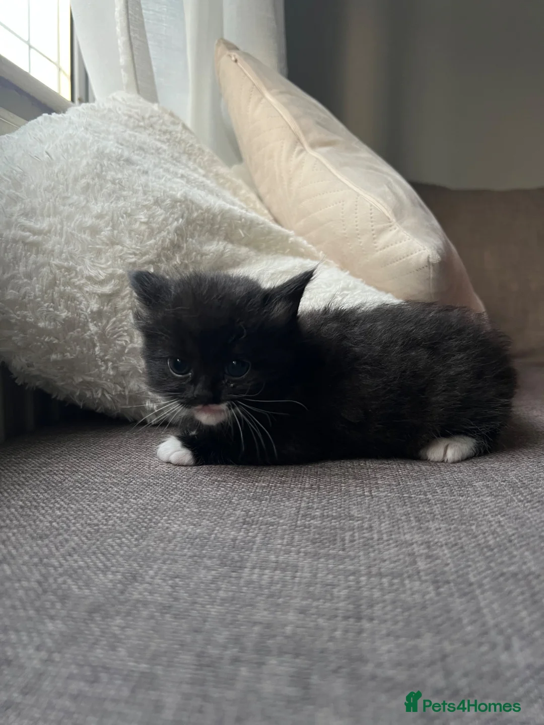 Mixed Breed cats for sale: Gorgeous black kittens - Advert 10