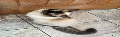 Dottie