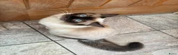 Ragdoll cats for sale: 1 year old Ragdoll - Advert 2