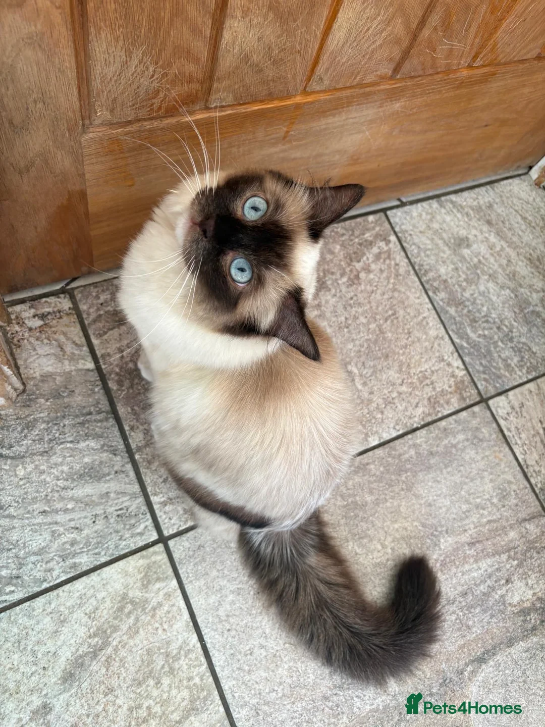 Ragdoll cats for sale: 1 year old Ragdoll - Advert 2