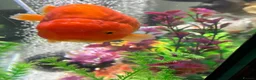 Fancy Goldfish fish for sale: large and small fancy goldfish with tank  - Advert 2