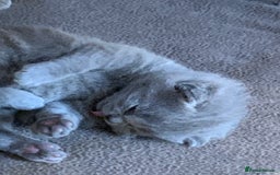 British Shorthair cats for sale: 1 Boy Left-GCCF Pedigr Pure Blue British Shorthair - Image 7