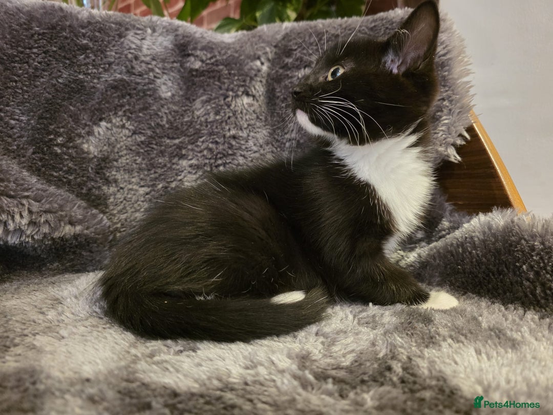 Ragdoll cats for sale: Rehomed  - Advert 17