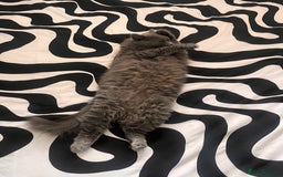 British Longhair cats for sale: Maeve - Image 7