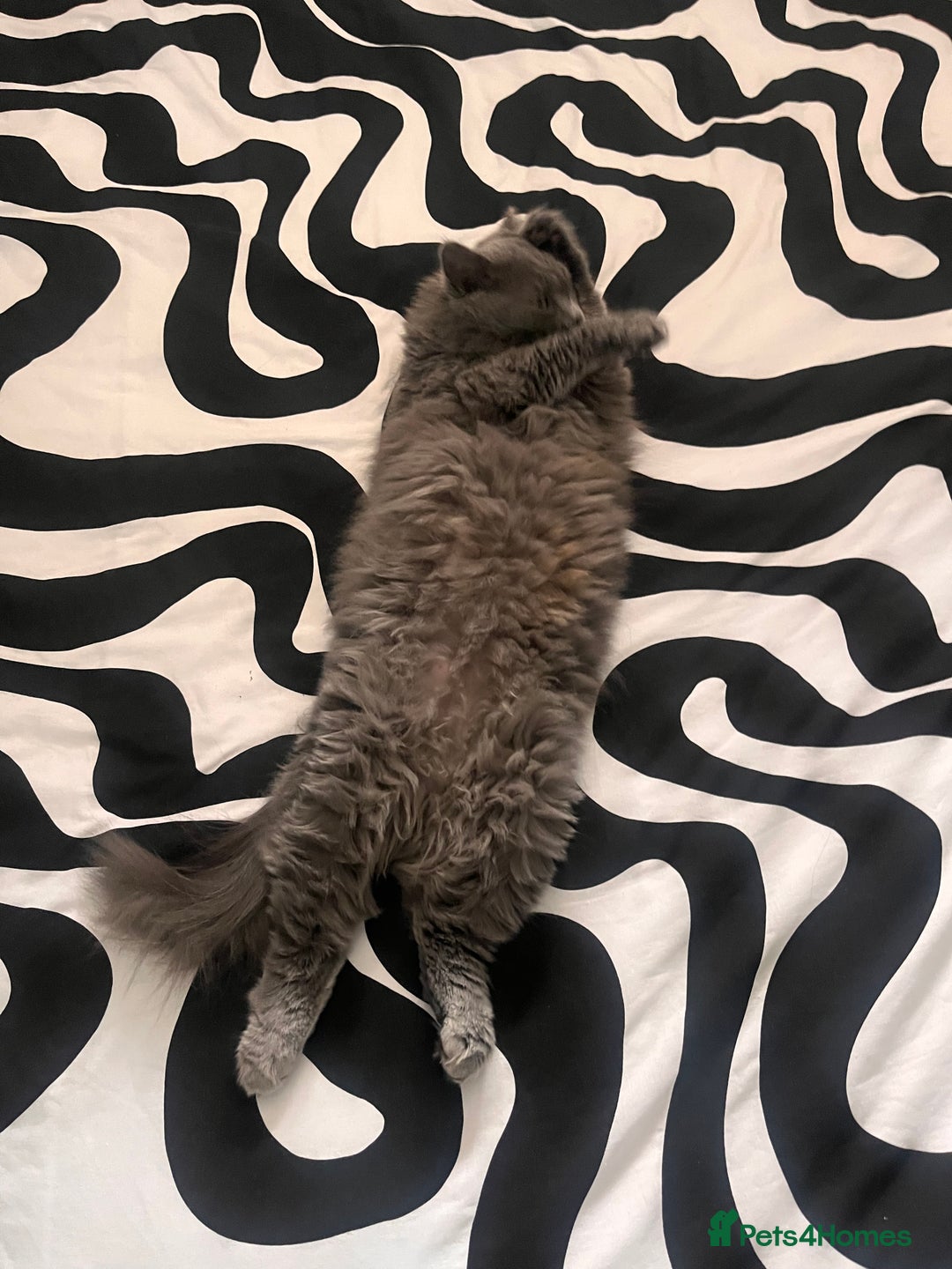 British Longhair cats for sale: Maeve - Image 7