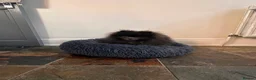 Pomeranian dogs for stud: Outstanding rare blue teddy 🧸💎 - Advert 3