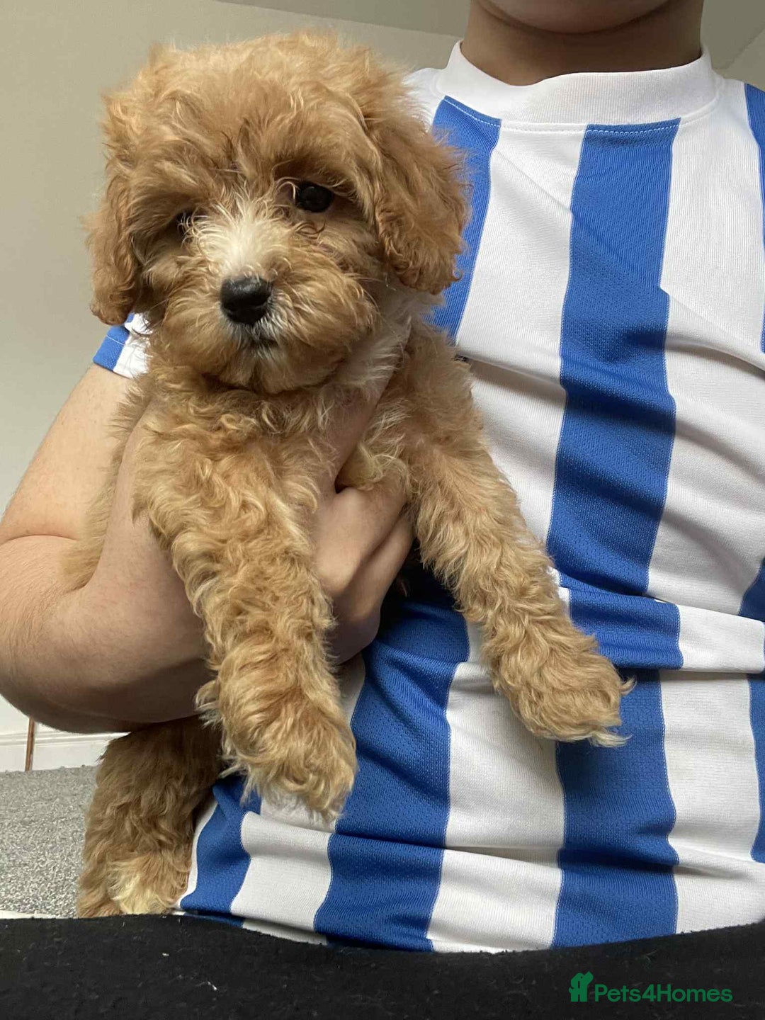 Cavapoo dogs for sale: 🐶 Cavapoo Puppies - Advert 7