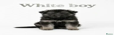 White collar boy reserved 