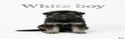 German Shepherd dogs for sale: 8 chunky long haired German shepherds puppies - Advert 22