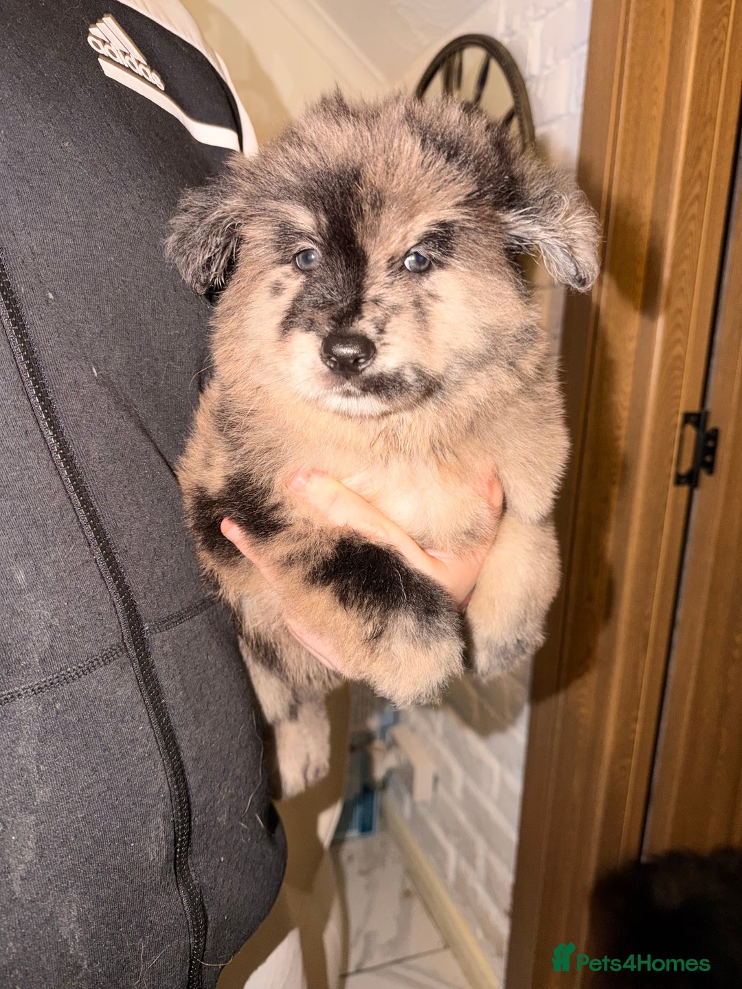 Mixed Breed dogs for sale: 🧸CHOW SHEPHERDS🧸 little bears ready now! - Advert 10