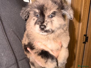 Mixed Breed dogs 🧸CHOW SHEPHERDS🧸 little bears ready now! - Advert 2