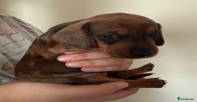 Miniature Dachshund dogs - Advert 3