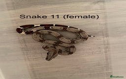 Boa Snake reptiles for sale: ✨ Captive-Bred Suriname Red- Tailed Boas (BCC) ✨ - Advert 1