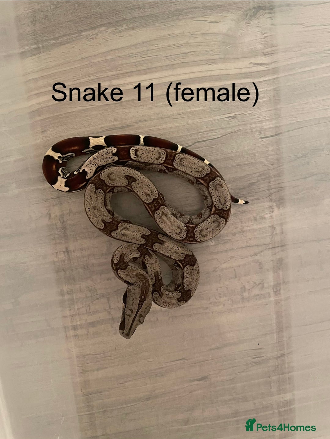 Boa Snake reptiles for sale: ✨ Captive-Bred Suriname Red- Tailed Boas (BCC) ✨ - Advert 1