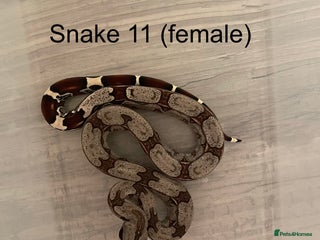 Boa Snake reptiles for sale: ✨ Captive-Bred Suriname Red- Tailed Boas (BCC) ✨ - Advert 1