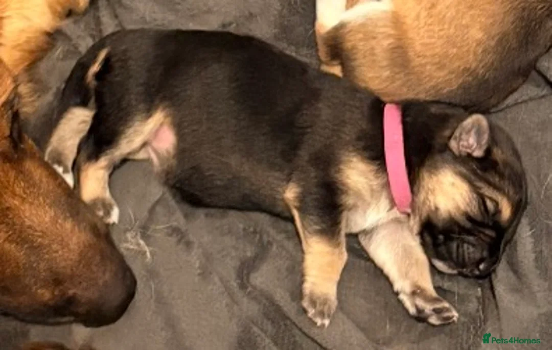 Mixed Breed dogs for sale: German Shepherd X Alaskan Shepherd  - Advert 10