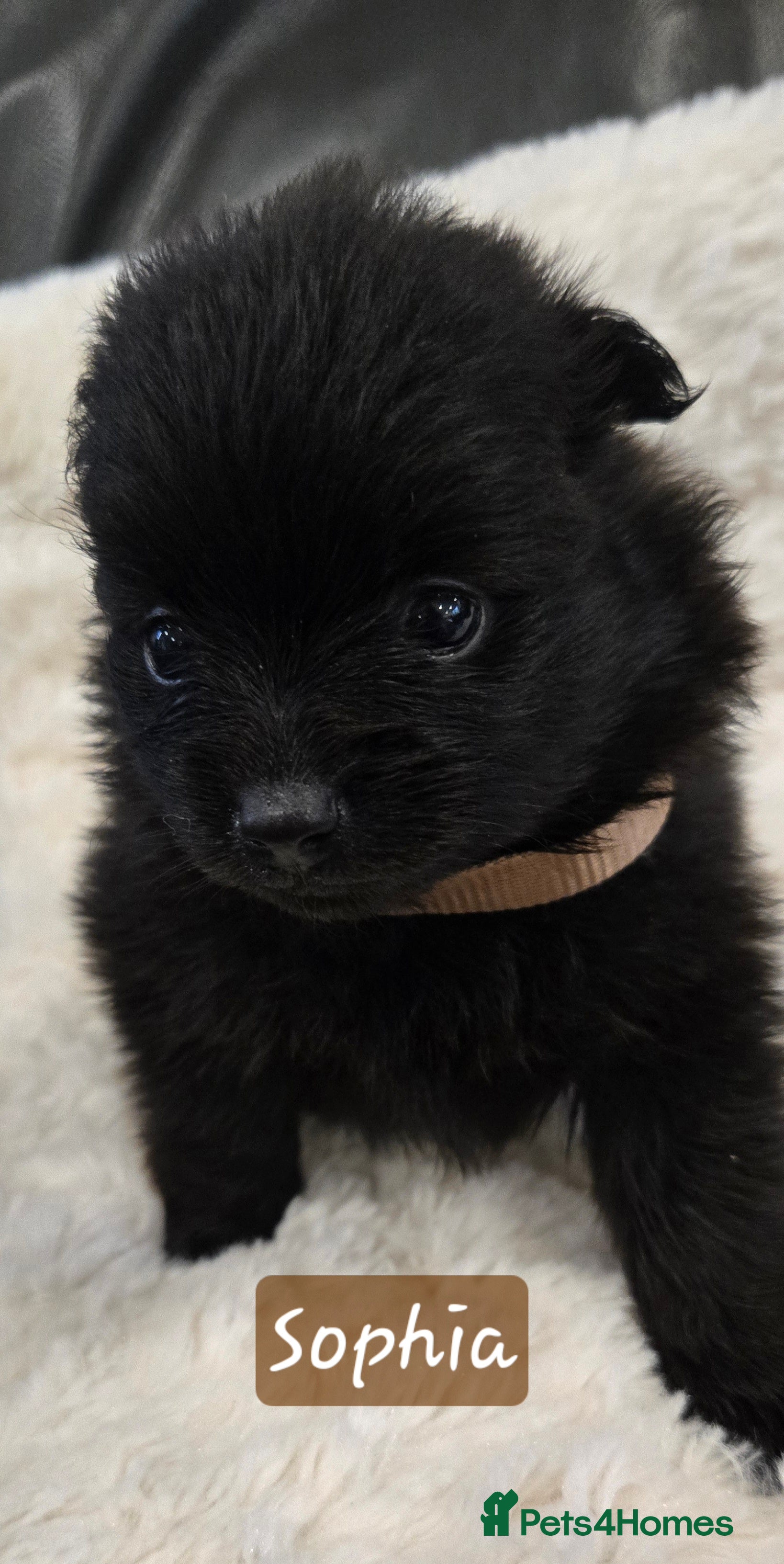 Pomeranian dogs Pretty cute Pomeranians  - Advert 4