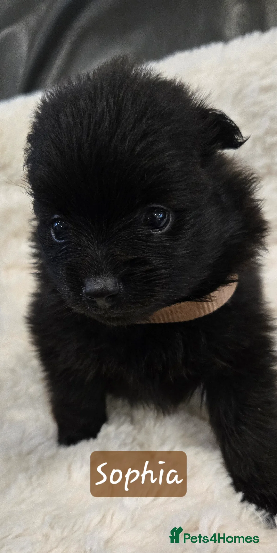 Pomeranian dogs for sale: Pretty cute Pomeranians  - Advert 1