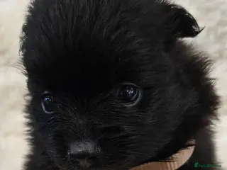 Pomeranian dogs Pretty cute Pomeranians - Advert 4