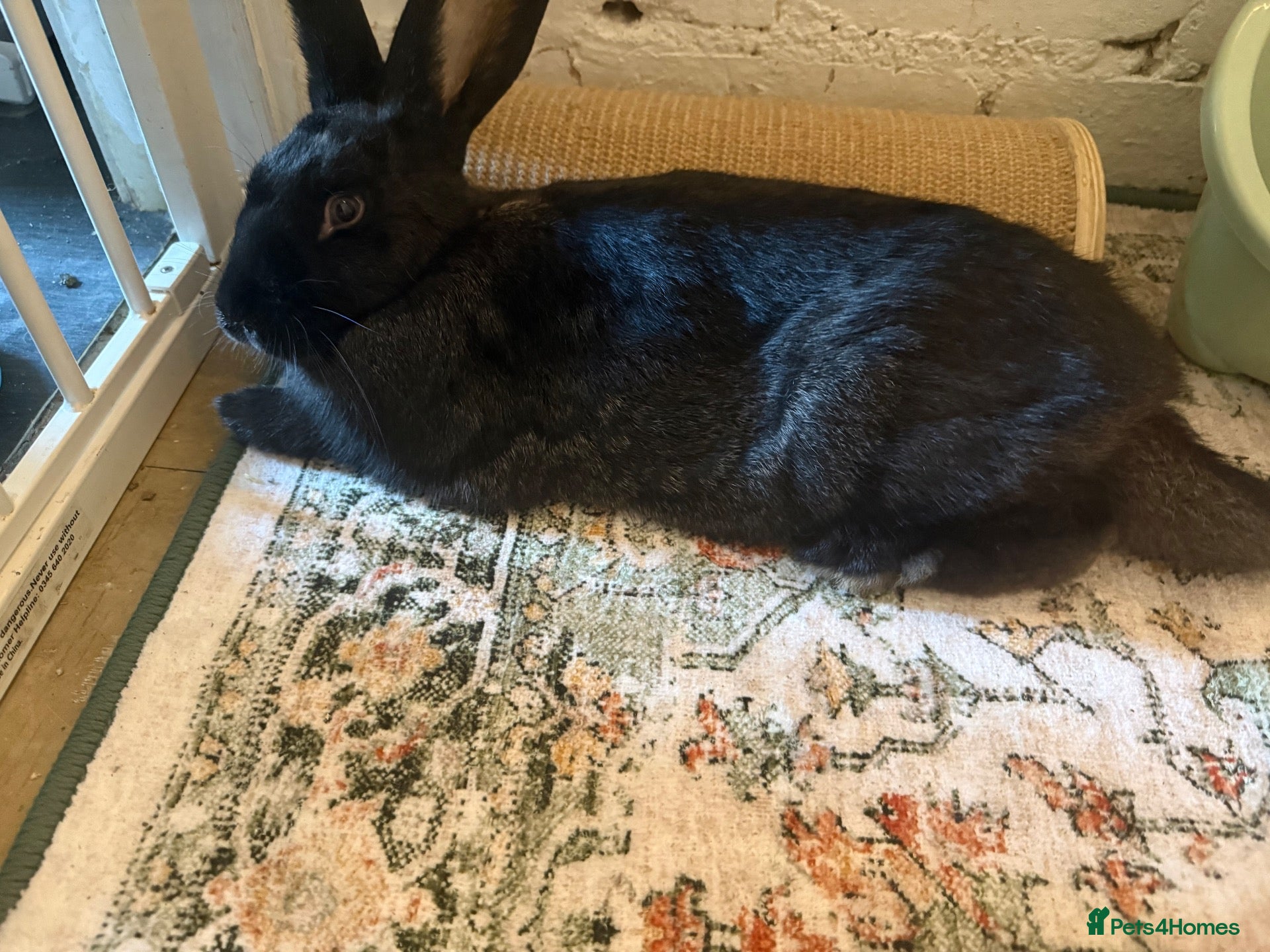 Continental Giant rabbits Female rabbit for sale  - Advert 1
