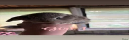 Mini Lop rabbits for sale: Mini lop babies ready to go now  - Advert 3