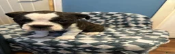 Dorset Olde Tyme Bulldogge dogs for sale: 9 Week old stunning pups in Saint Helens - Advert 9