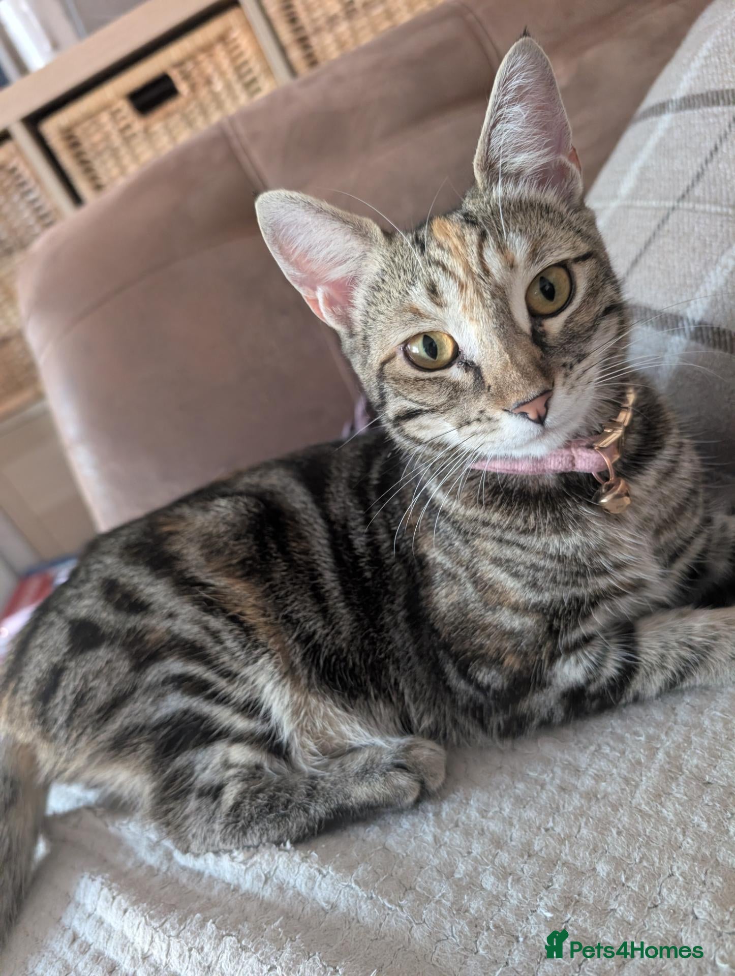 British Shorthair cats Short hair tabby needing a new home  - Advert 1