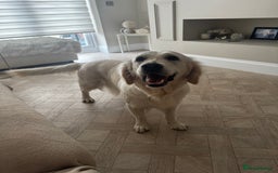 Golden Retriever dogs for sale: Adorable English cream golden retriever  - Image 2