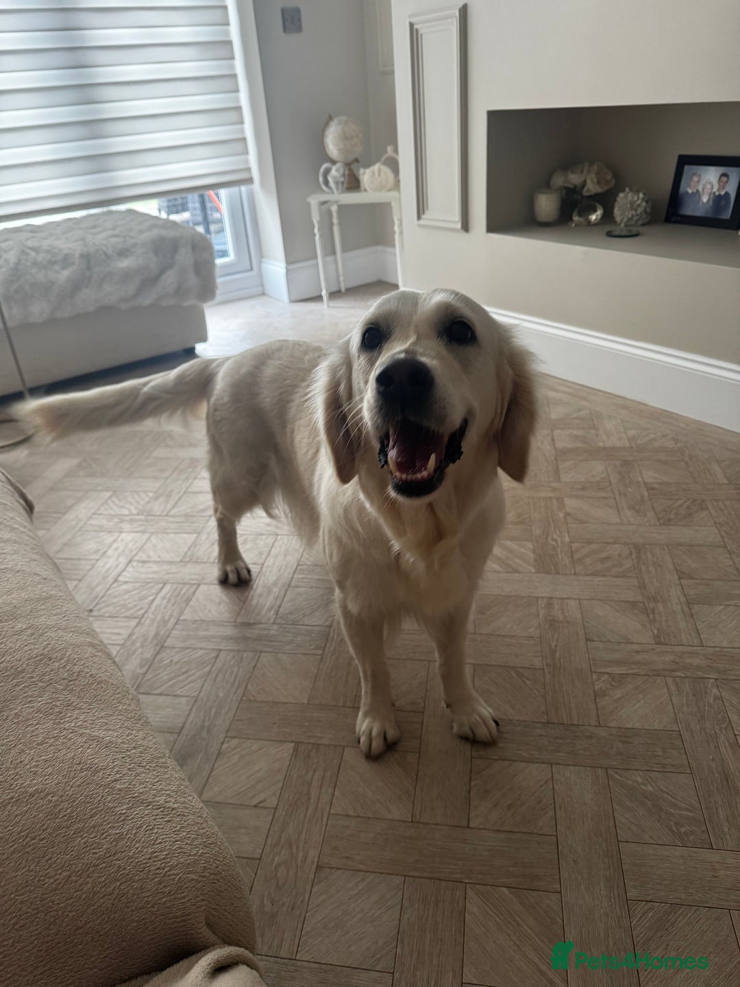 Golden Retriever dogs for sale: Adorable English cream golden retriever  - Image 2