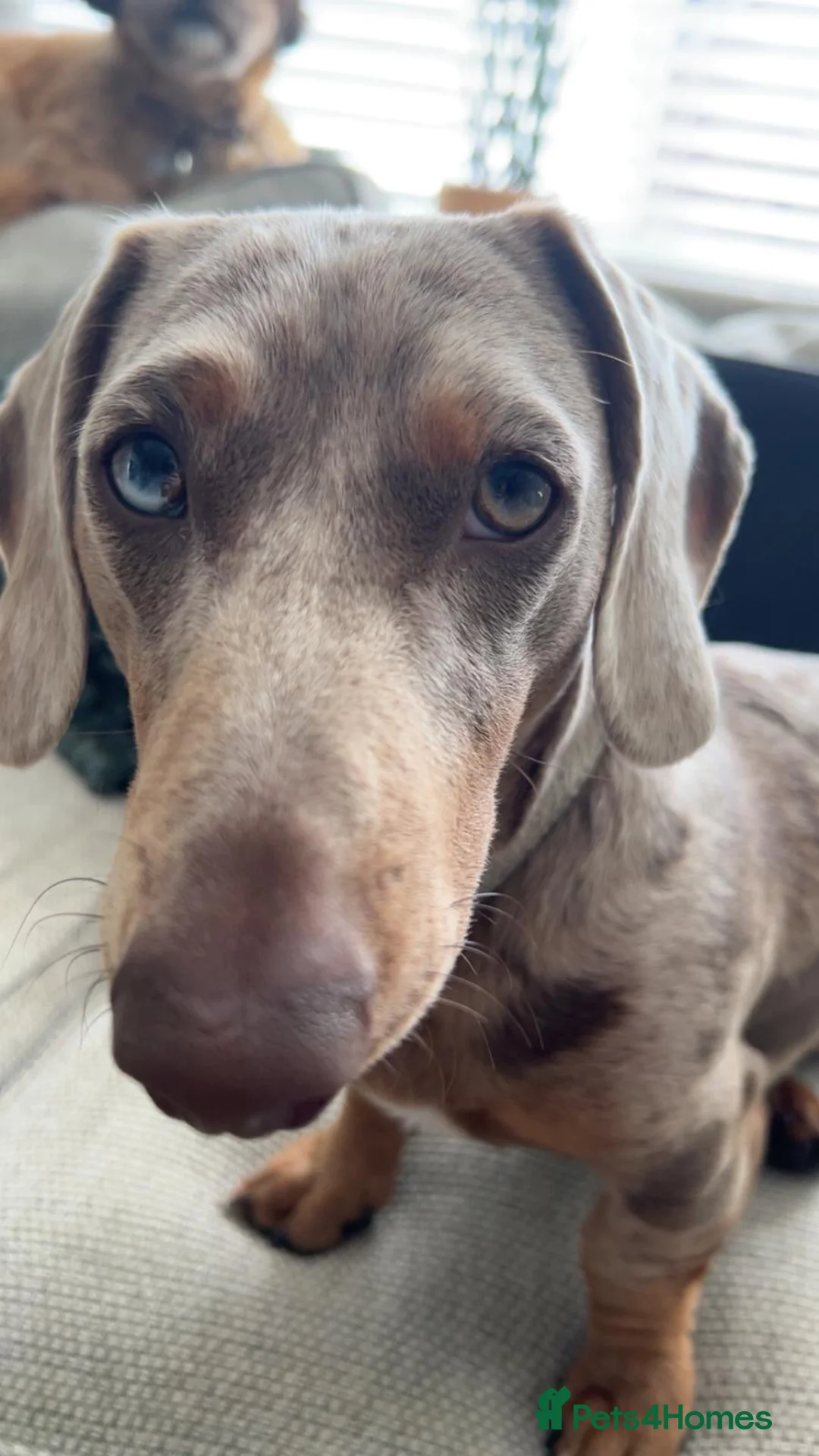 Miniature Dachshund dogs for stud: Male Stud Miniature Dachshund  in Burnley - Advert 2