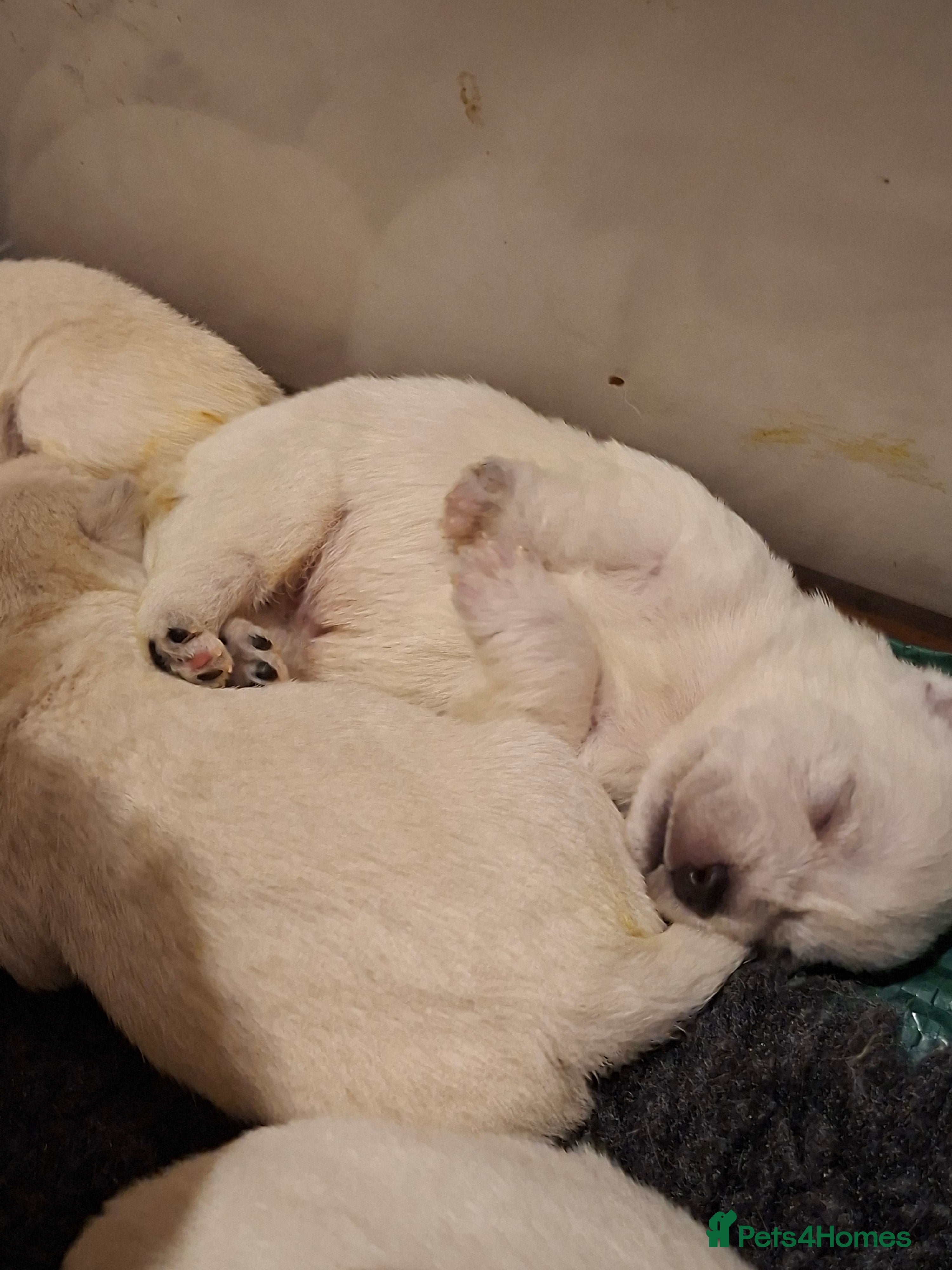 West Highland Terrier dogs FifeWesties  - Advert 2