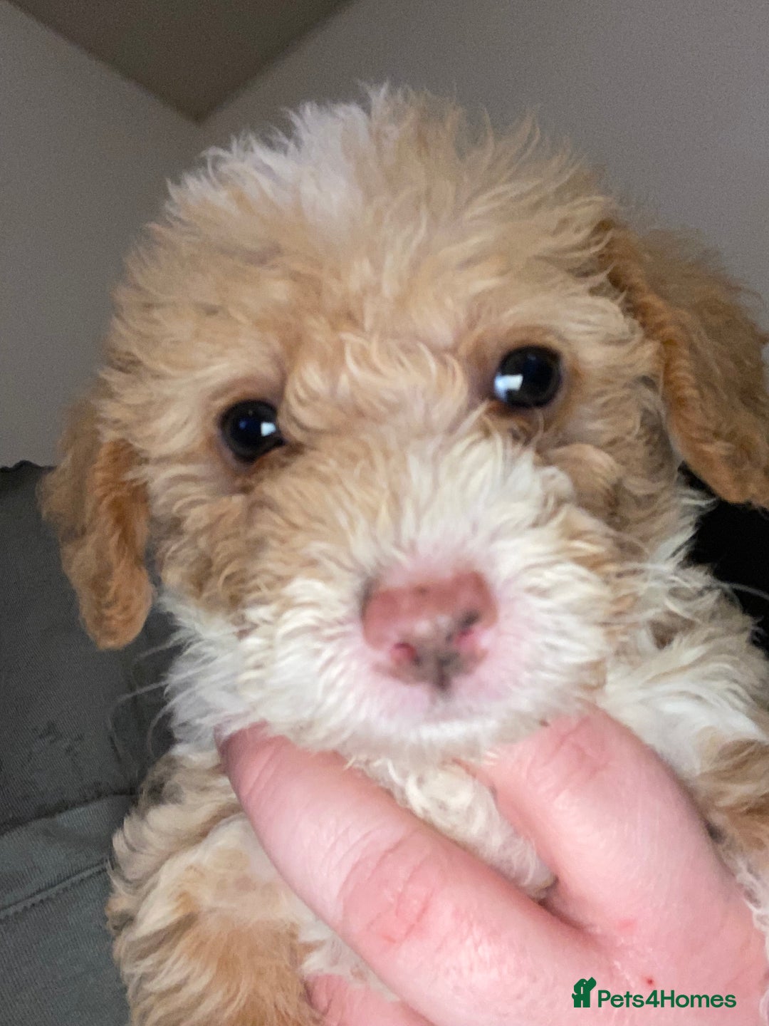 Toy Poodle dogs for sale: Beautiful Toy Poodle Pups  - Advert 12