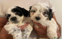 Mixed Breed dogs for sale: Cockapoo x Maltese (Maltipoo) - Image 9