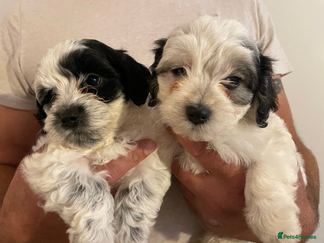 Mixed Breed dogs for sale: Cockapoo x Maltese (Maltipoo) - Image 9