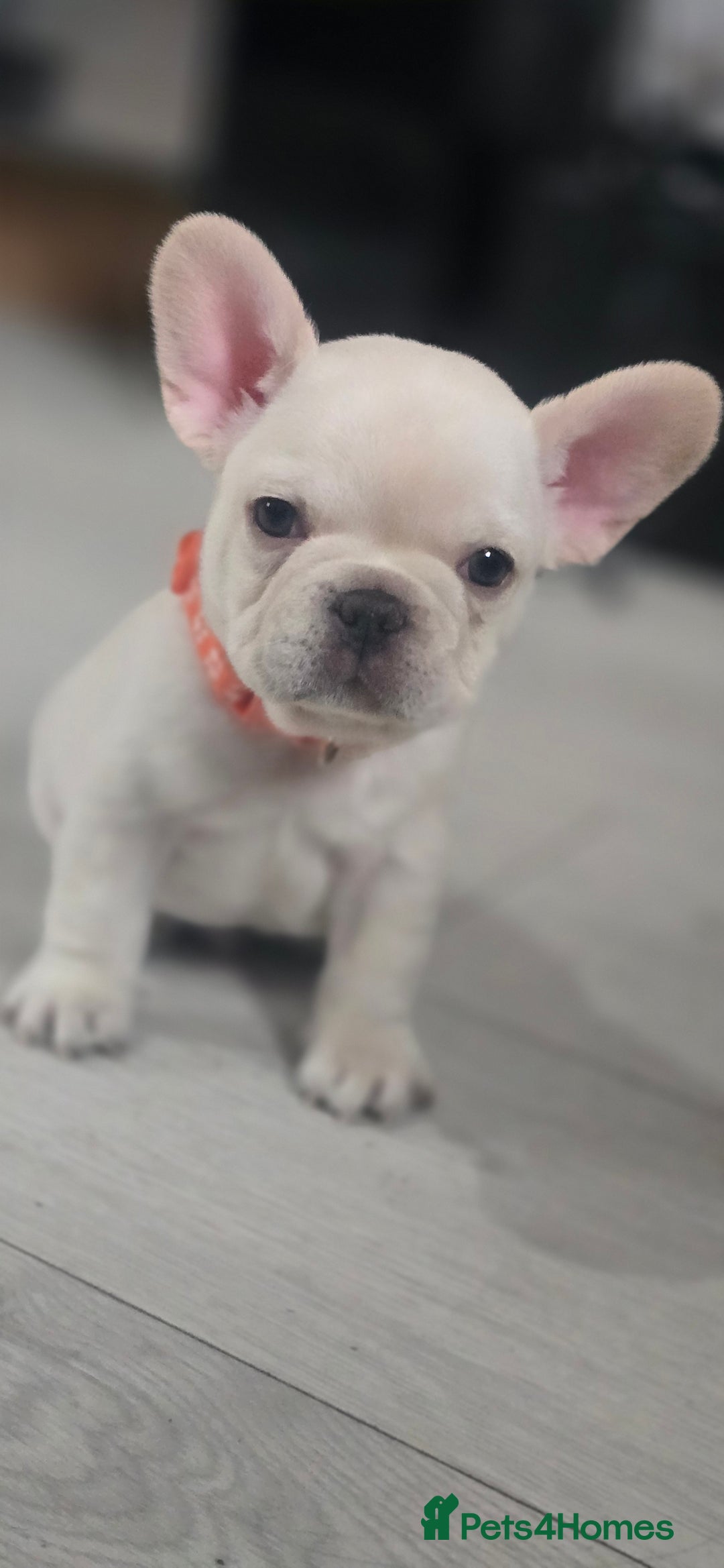 French Bulldog dogs for sale: French bulldog  puppies  - Advert 3