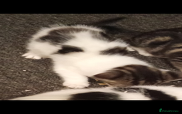 Mixed Breed cats for sale: Kittens for sale  - Image 3