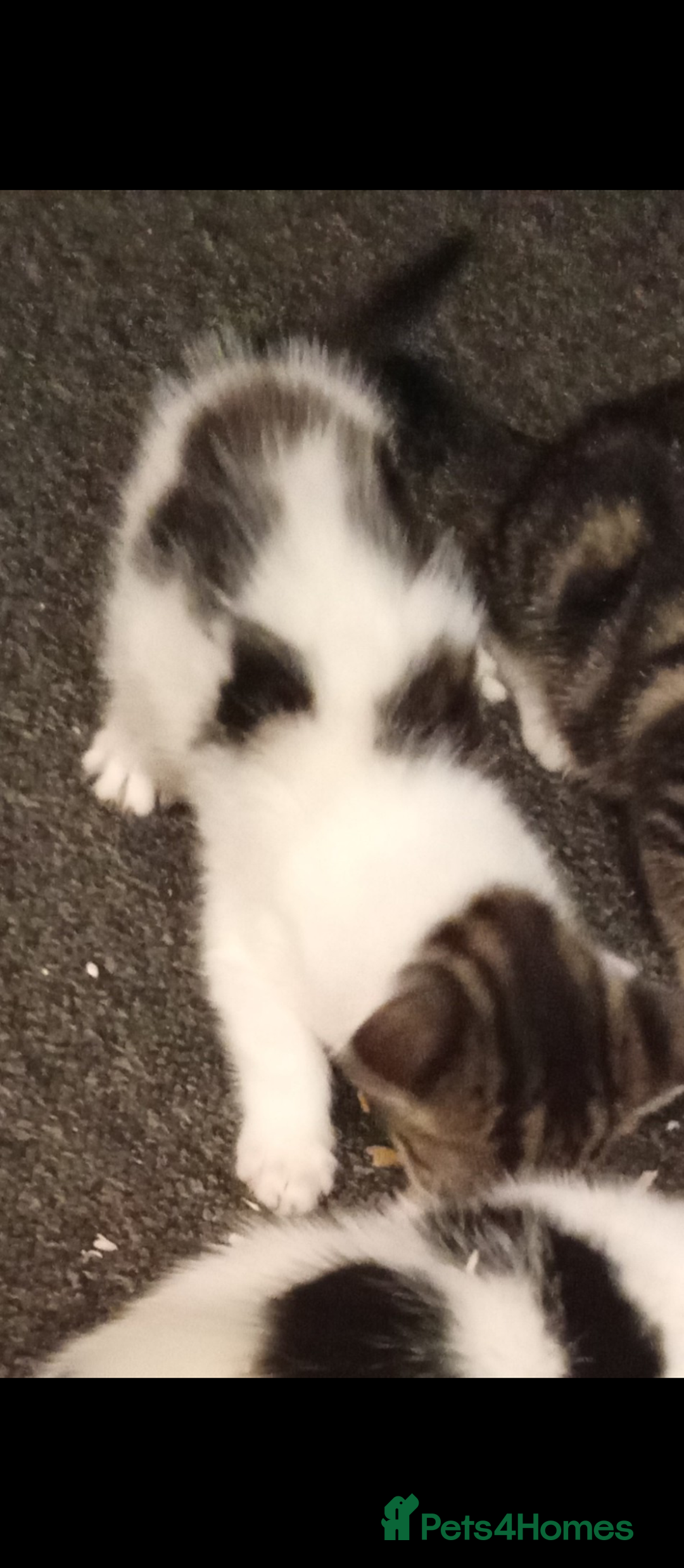 Mixed Breed cats for sale: Kittens for sale  - Image 3