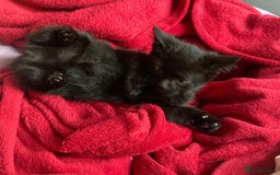 British Shorthair cats for sale: Beautiful kittens looking for new home  - Image 26