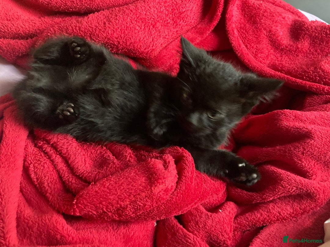 British Shorthair cats for sale: Beautiful kittens looking for new home  - Image 26