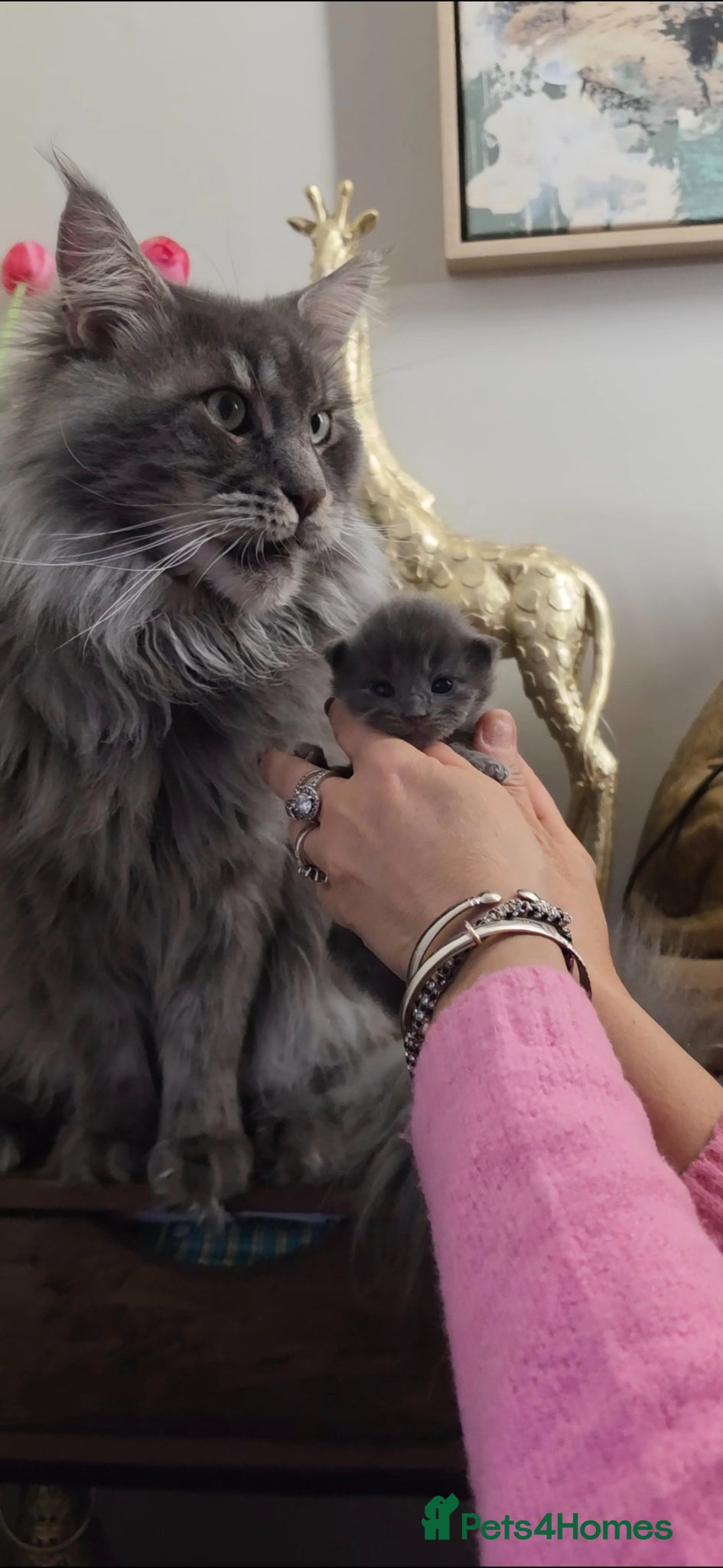 Maine Coon cats for sale: Maine coone &Bsh amazing personality kittens 😸  - Advert 3