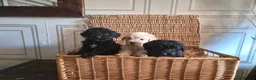 Saint Berdoodle dogs for sale: Miniature F1b Saint Bernadoodles  - Advert 9