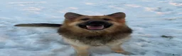 German Shepherd dogs for sale: Long haired German shepherd puppies  - Advert 15