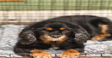 Cavalier King Charles Spaniel dogs - Advert 2