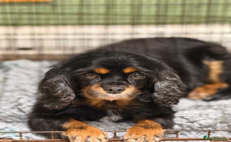 Cavalier King Charles Spaniel dogs - Advert 10